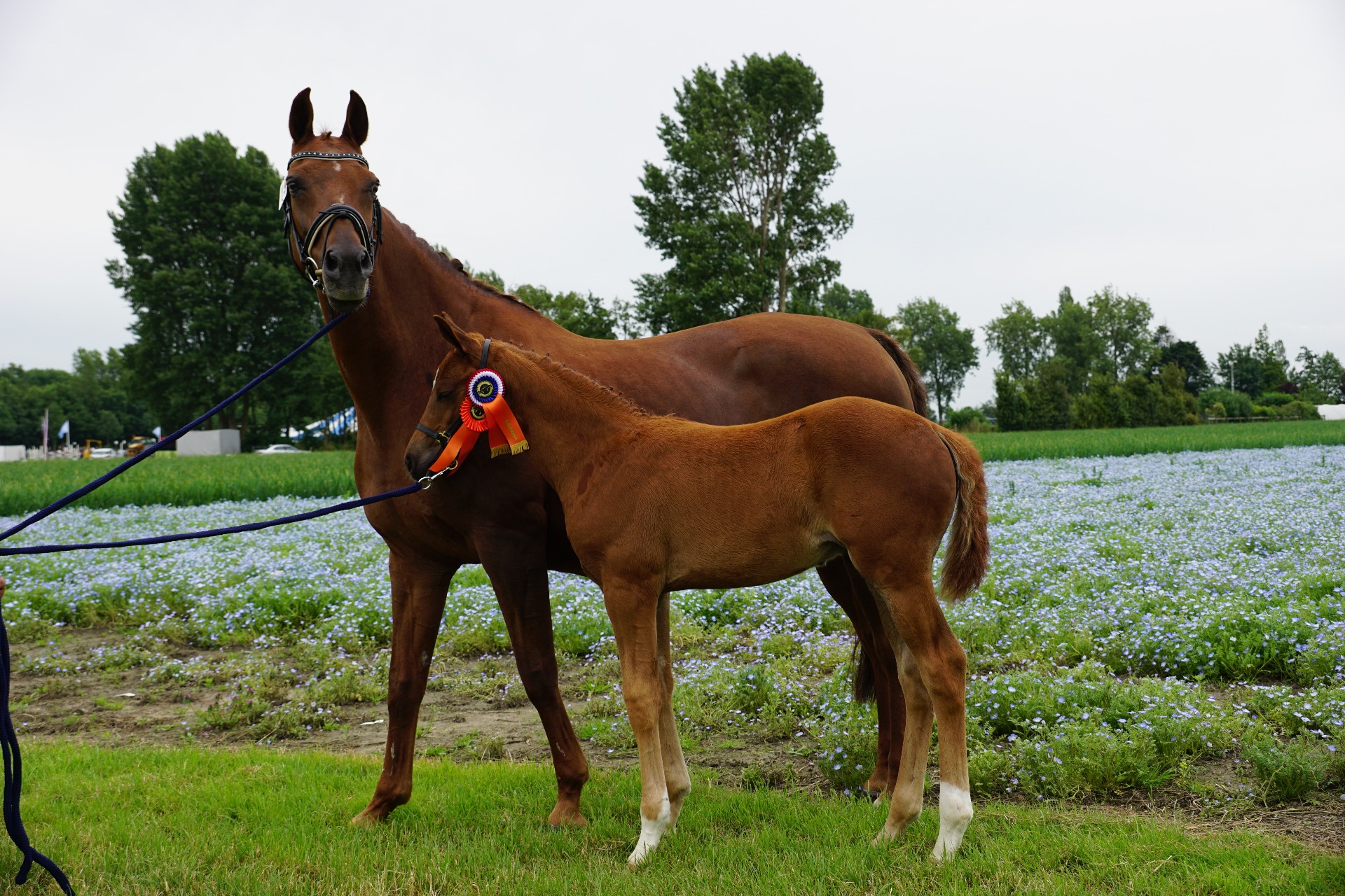 Florenzzo  1ste Premie  ( Formidable x Jazz )