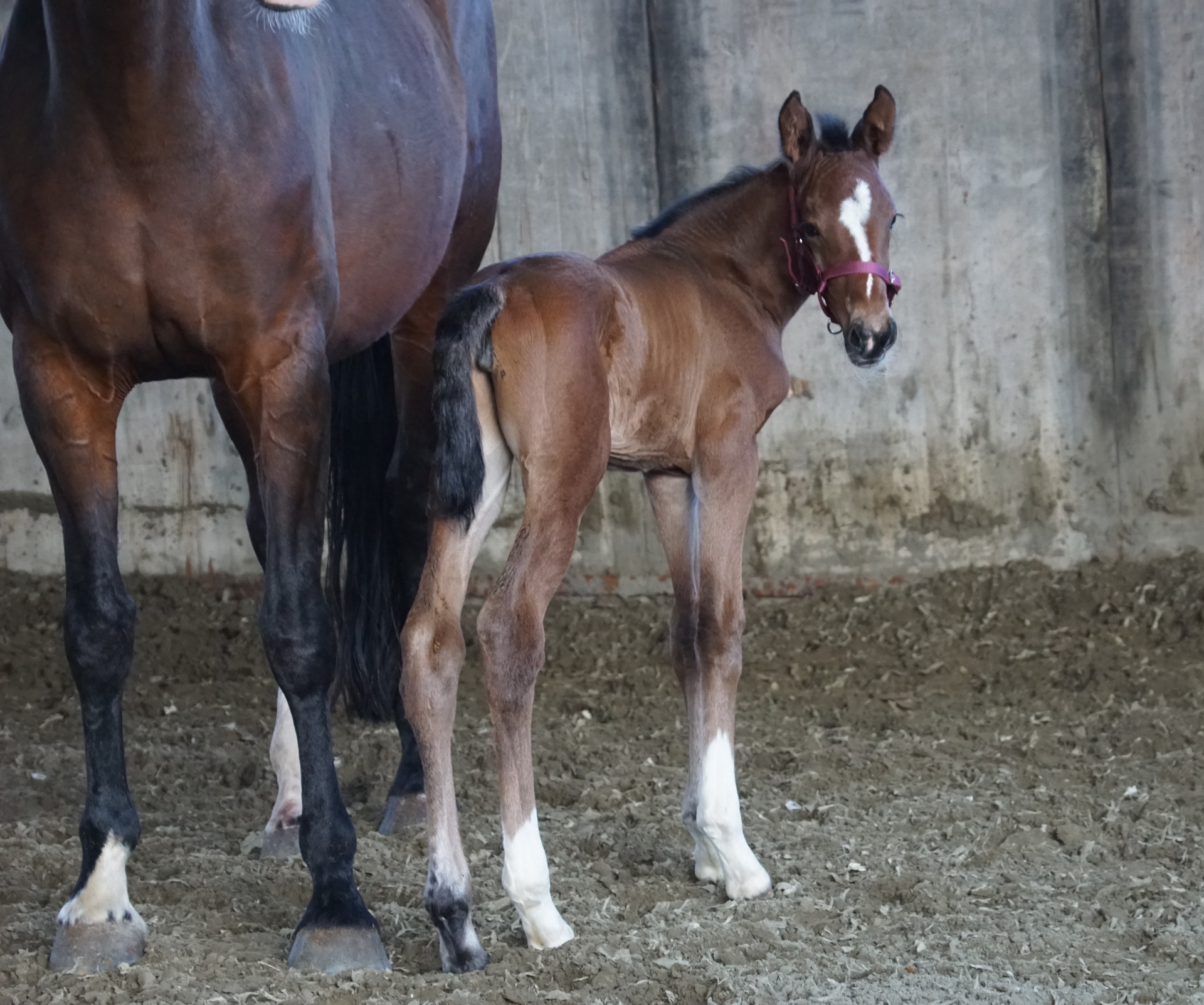 Nigrante Formidable x Rhodium x Democraat